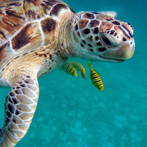 Primo piano di una tartaruga marina che nuota nelle acque cristalline delle Maldive, con piccoli pesci gialli e neri vicino alla testa