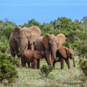 FOTOGRAFIA DI UNA FAMIGLIA DI ELEFANTI DENTRO UNA RISERVA NATURALE IN AFRICA